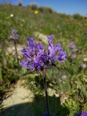 Salvia carduacea