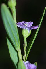 Linum stelleroides