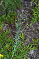 Linum stelleroides