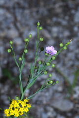 Linum stelleroides