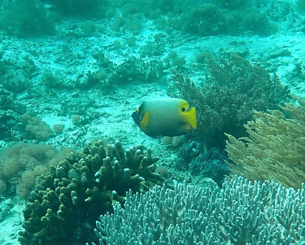 Yellowface Angelfish