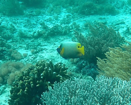 Yellowface Angelfish
