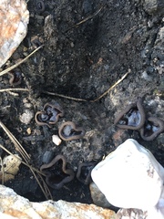 Plicaria endocarpoides