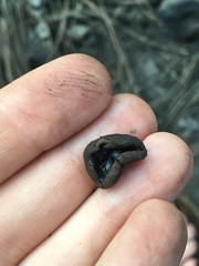 Plicaria endocarpoides