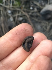 Plicaria endocarpoides