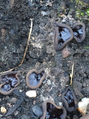 Plicaria endocarpoides