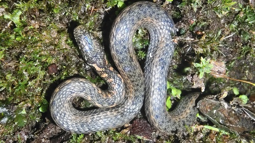 Vietnam Water Snake