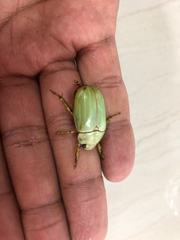 Pelidnota prasina