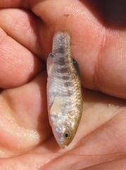 Cyprinodon nevadensis