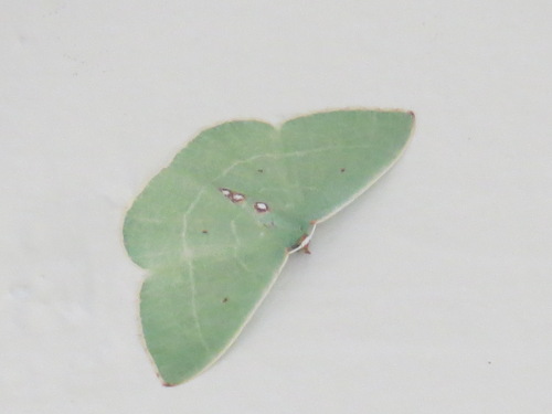 Columbian Emerald photo 4