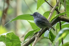 Dysithamnus mentalis