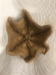 Paranepanthia grandis