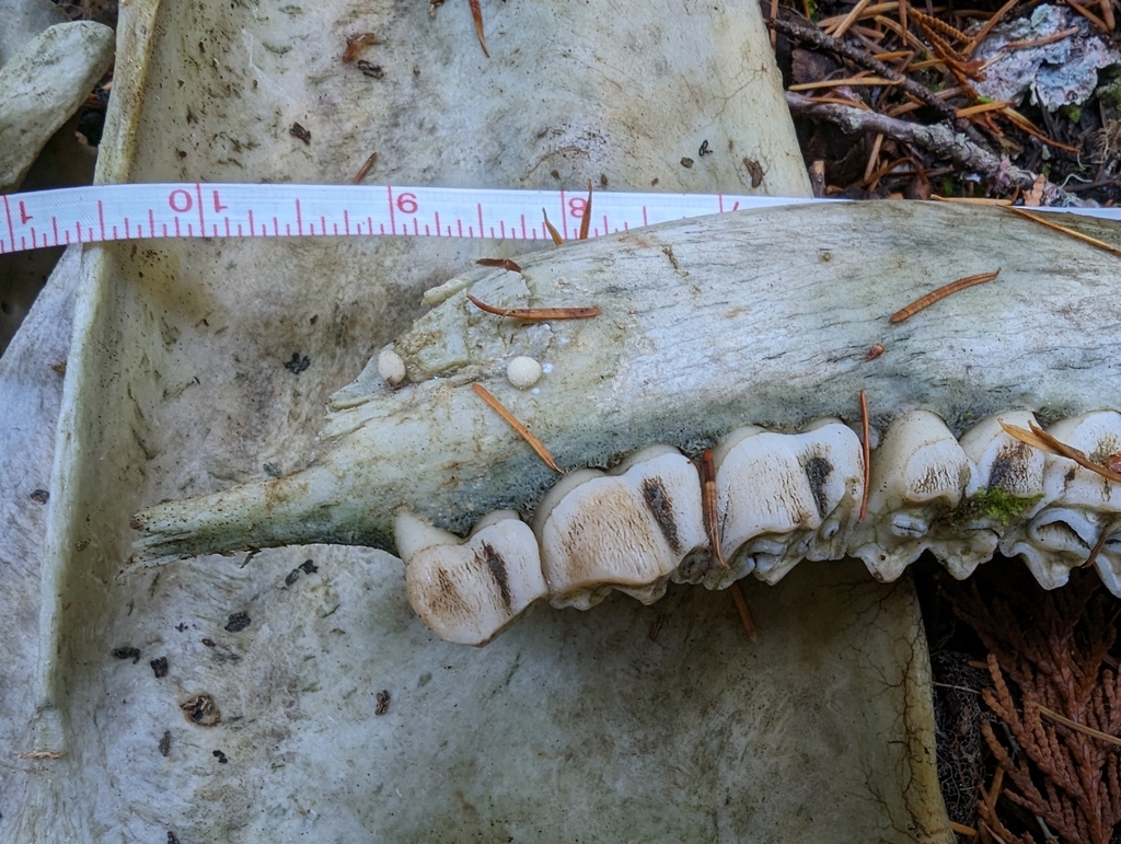 Modicella sp. 'PNW01'