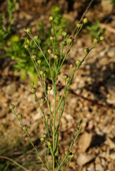 Linum stelleroides
