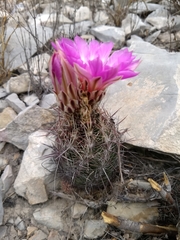 Thelocactus bicolor