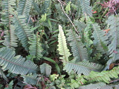 Nephrolepis flexuosa