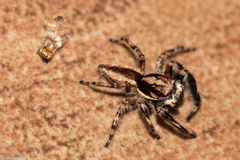 Menemerus bivittatus