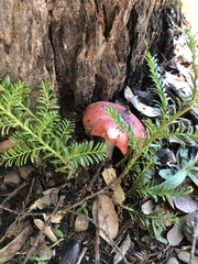 Hygrocybe splendidissima