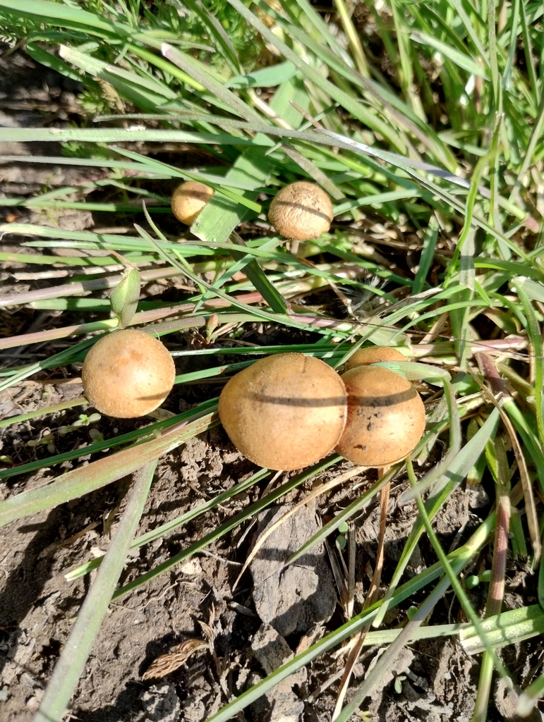 Agrocybe pediades · October 2023 · photo: © nicoolejnik (iNaturalist, cc-by)