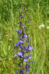 Lobelia sessilifolia