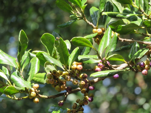 Myrsine kermadecensis observed 2016-03-30