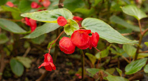 Begonia rubriflora (Begonia rubriflora)