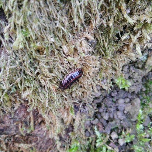 Glomerida