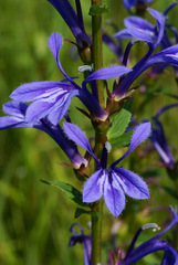 Lobelia sessilifolia