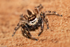 Menemerus bivittatus