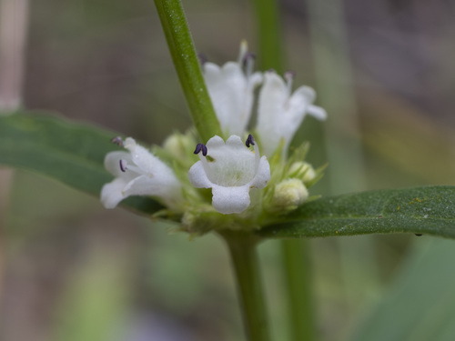 Lycopus angustifolius (Lycopus angustifolius)
