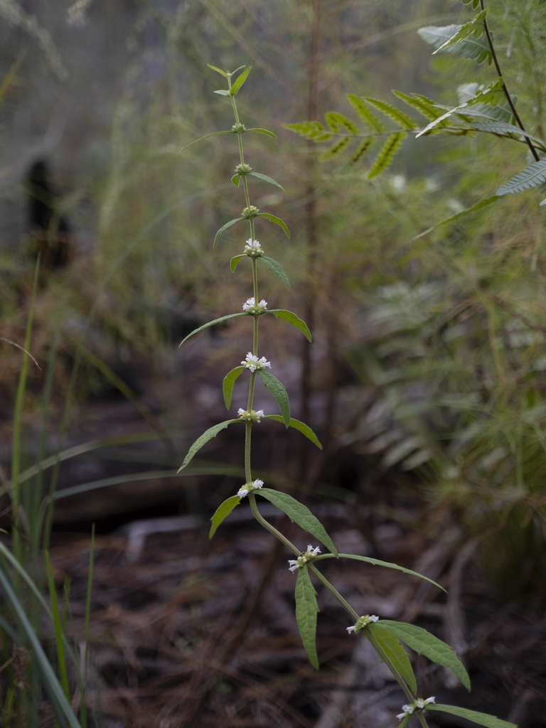 Lycopus angustifolius (Lycopus angustifolius)