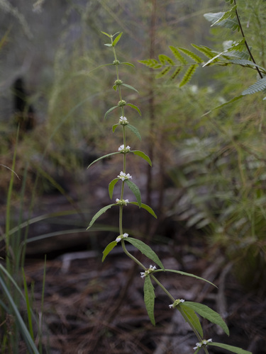 Narrowleaf Bugleweed (Lycopus angustifolius)