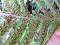 Blechnum kermadecense