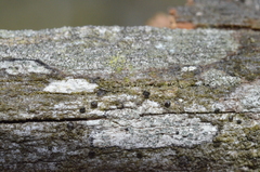 Protoparmelia hypotremella