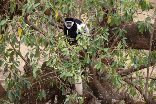 Mantled Guereza