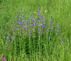 Lobelia sessilifolia