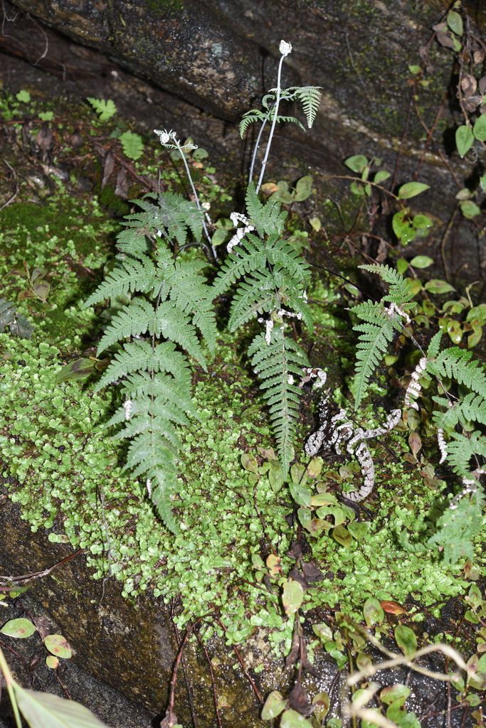 Aleuritopteris dealbata