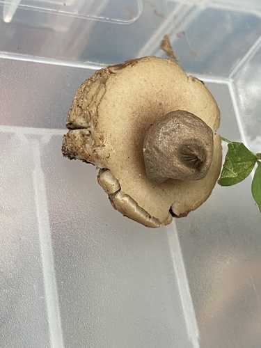 Geastrum morganii