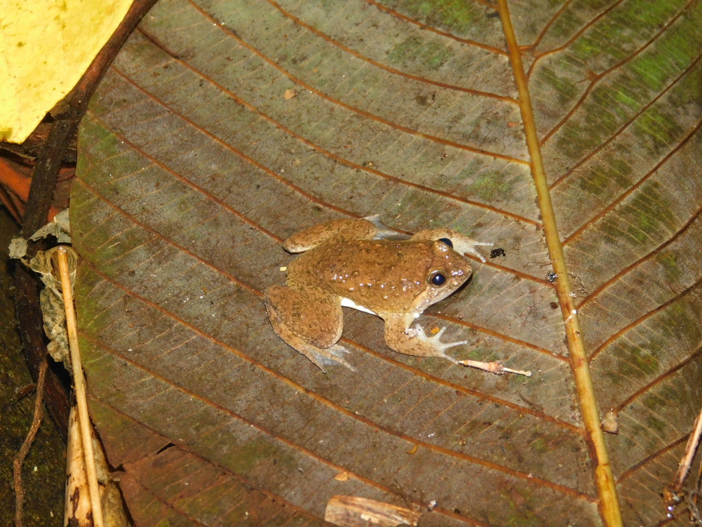 Sumatran Puddle Frog (Occidozyga sumatrana)