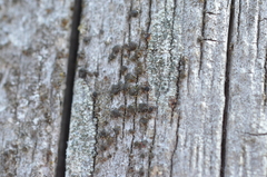 Protoparmelia hypotremella