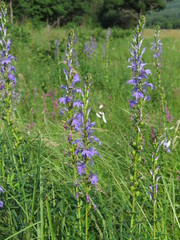 Lobelia sessilifolia