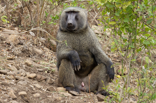 Olive Baboon