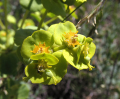 Euphorbia petrophila