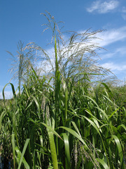 Glyceria arundinacea