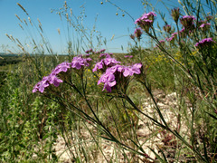 Dianthus pseudarmeria