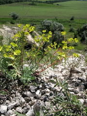 Euphorbia petrophila