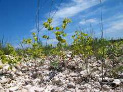 Euphorbia petrophila