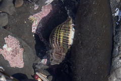 Acanthinucella spirata