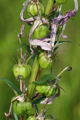 Lobelia sessilifolia