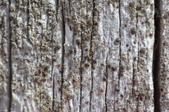 Protoparmelia hypotremella